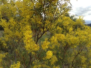Yellow wattle