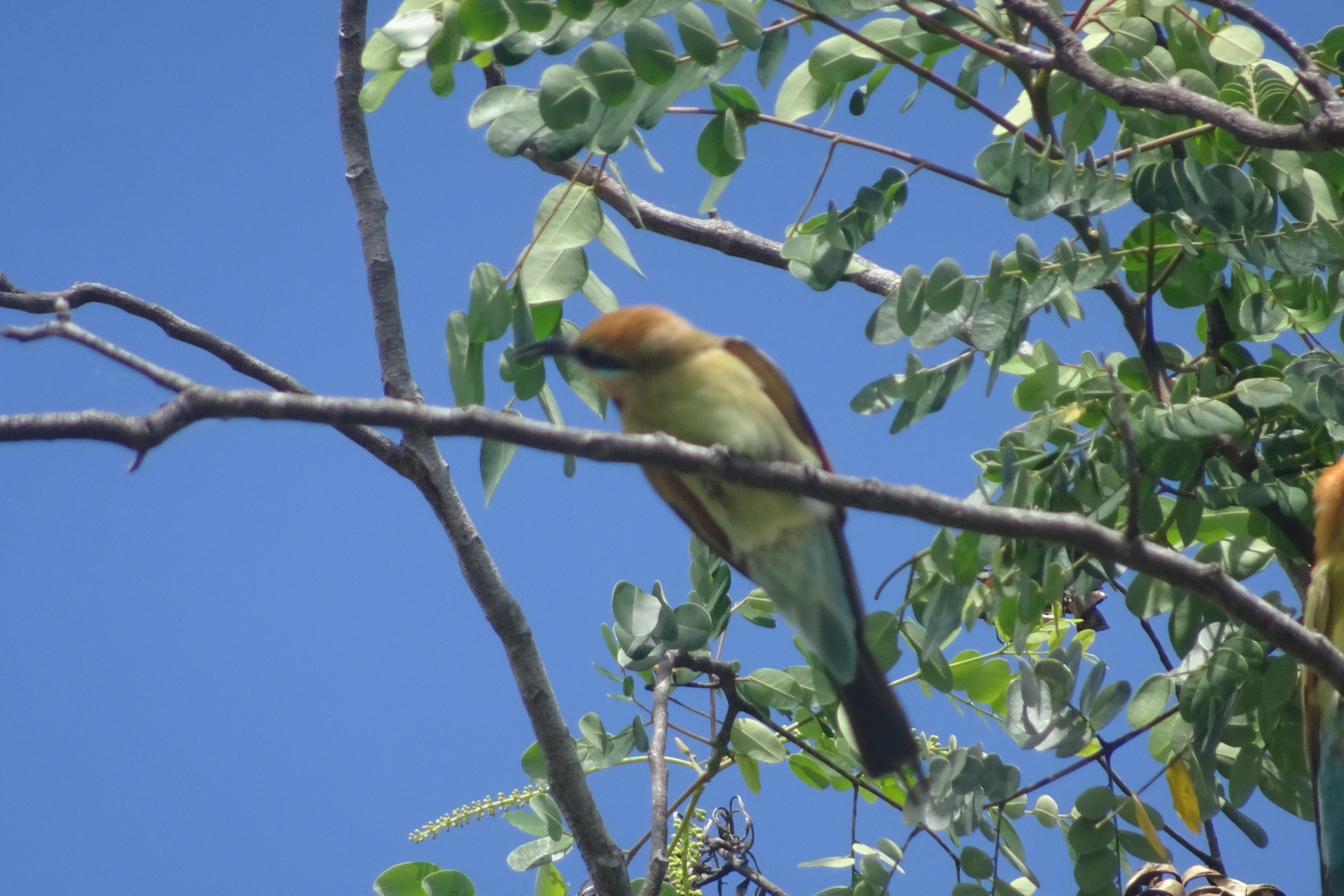 Adelaide River War Cemetery (6)