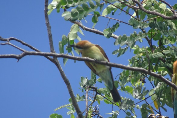 Adelaide River War Cemetery (6)