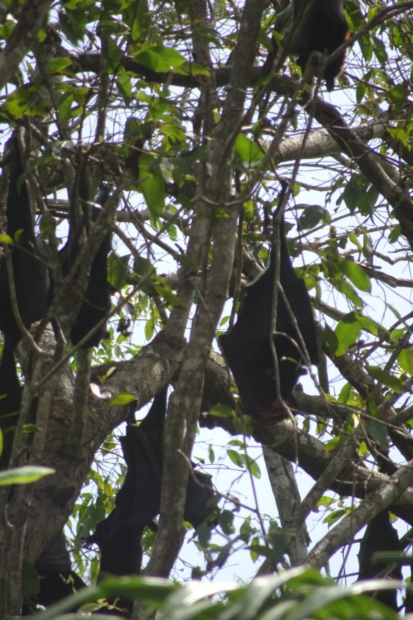 Brian's 70th Wangi Falls 2.4 (62)