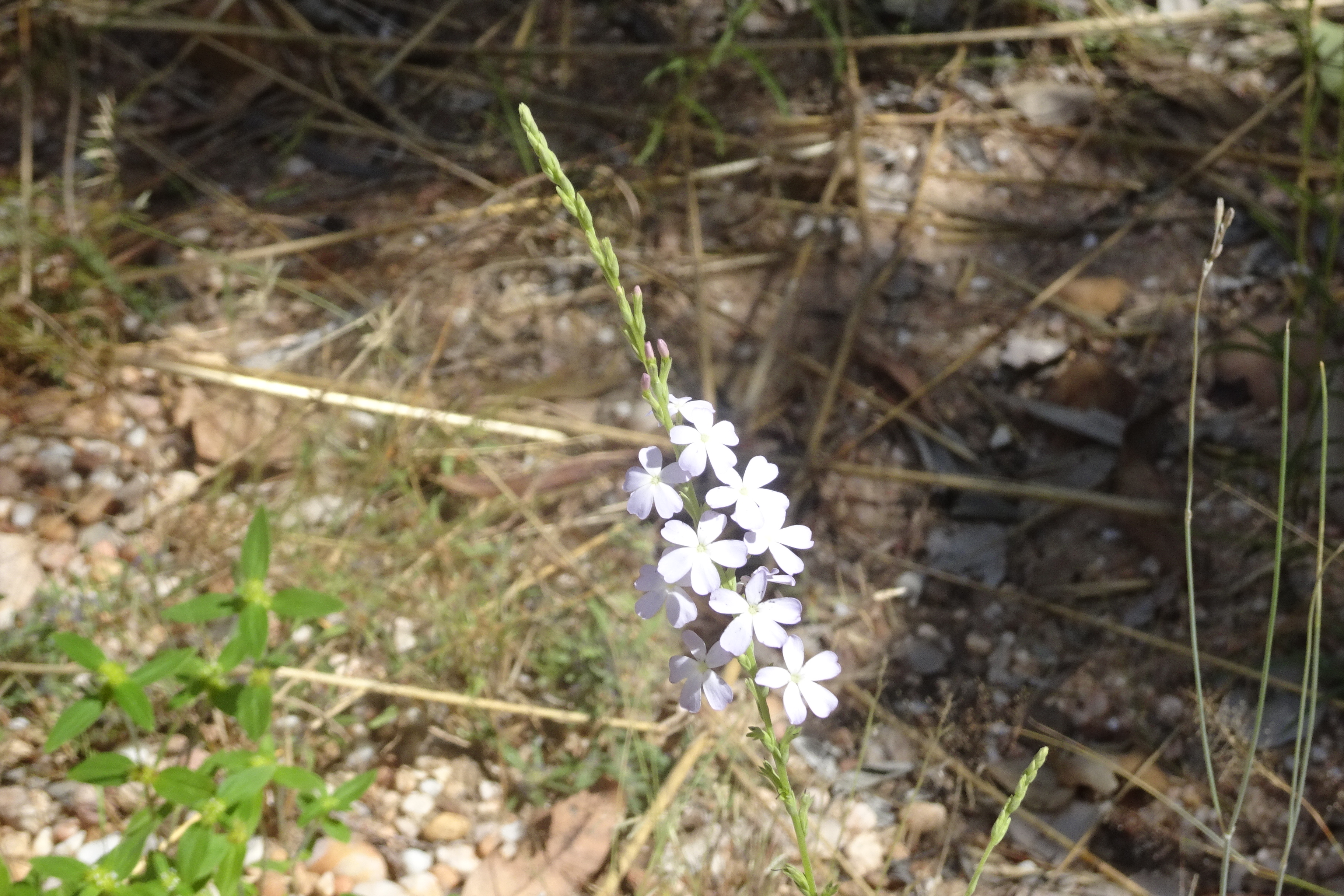 Bukbukluk Lookout (1)