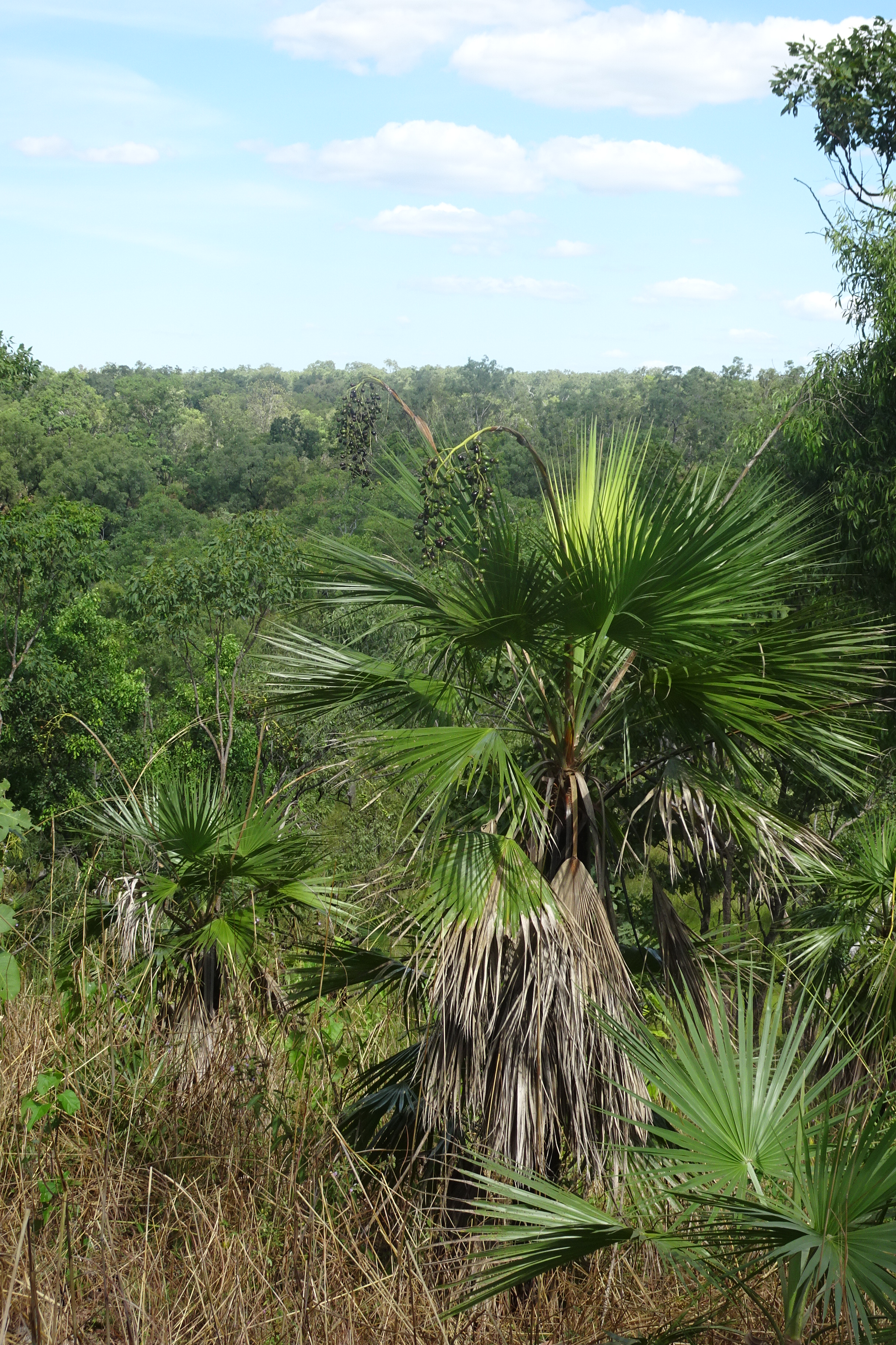 Bukbukluk Lookout (11)