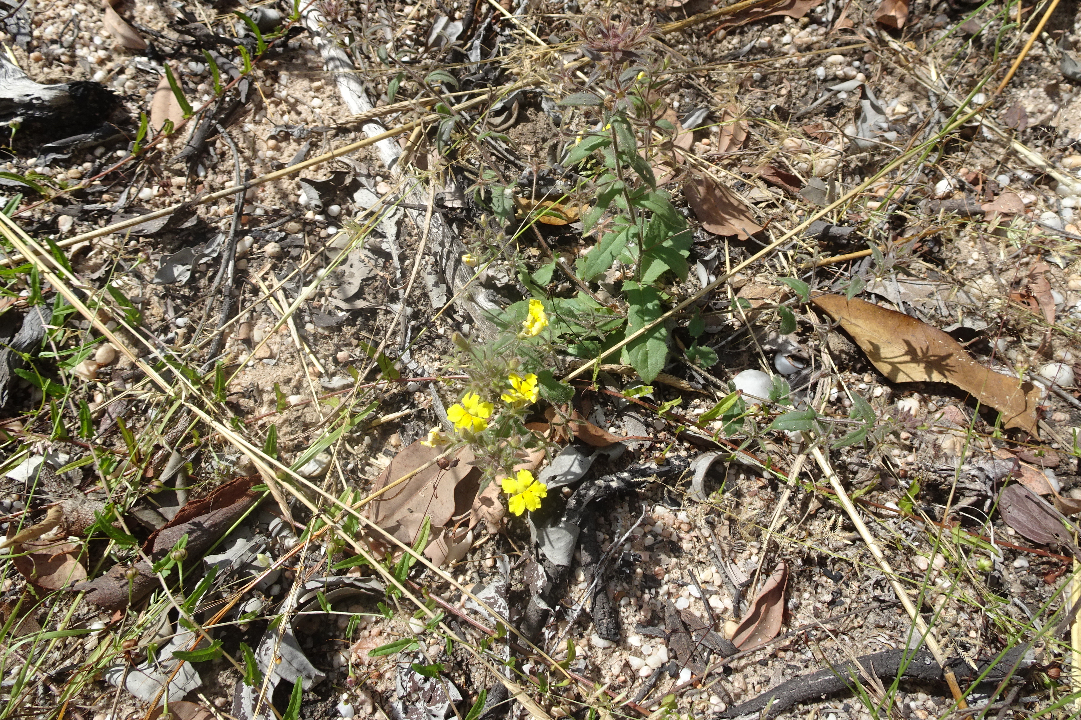 Bukbukluk Lookout (4)
