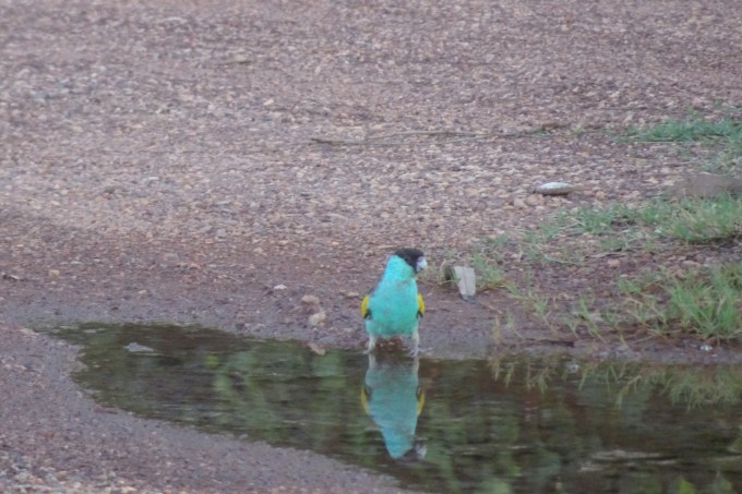 Hooded Parrot Pine Creek Railway (7)