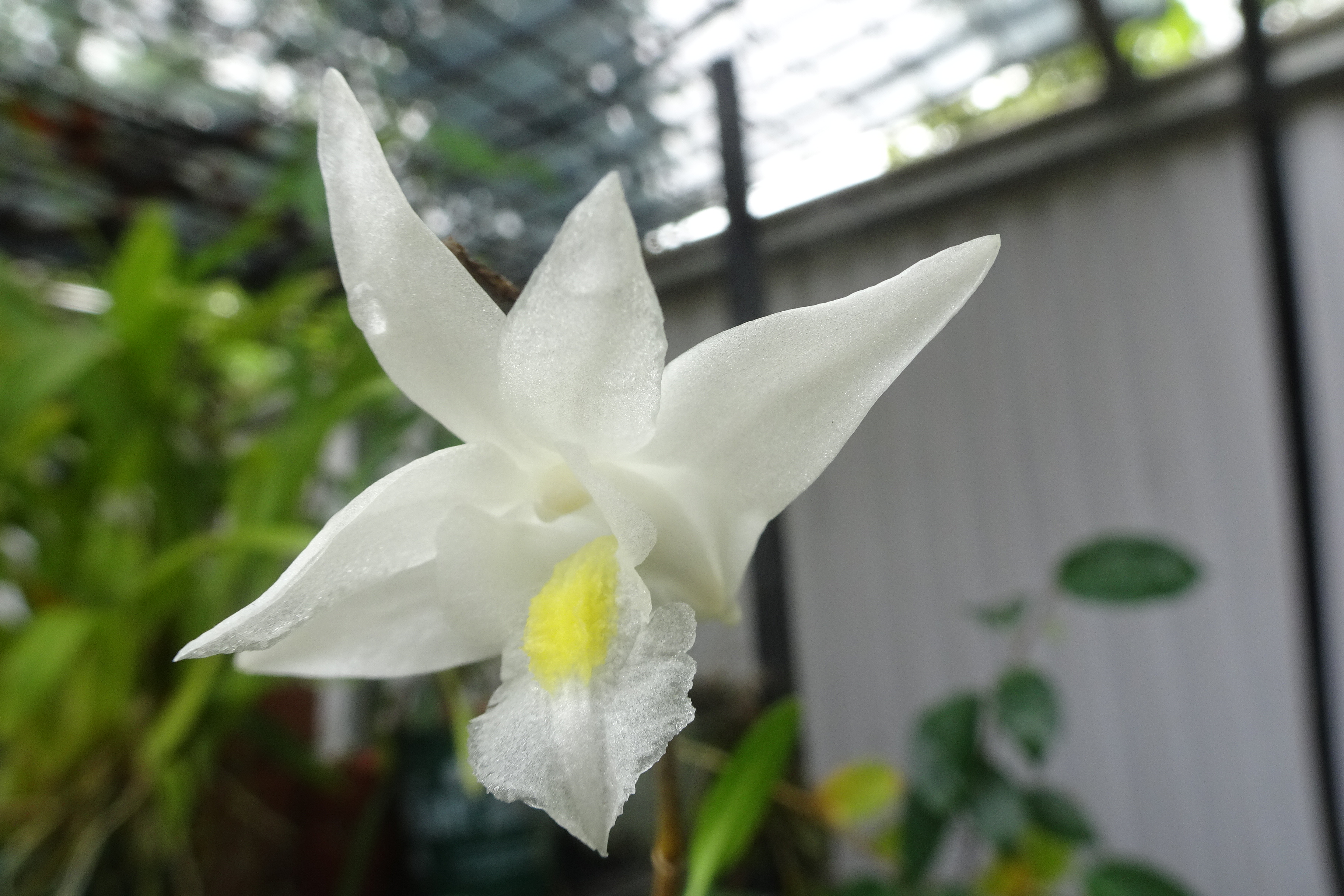 Cathy's orchid 9.4 (2)