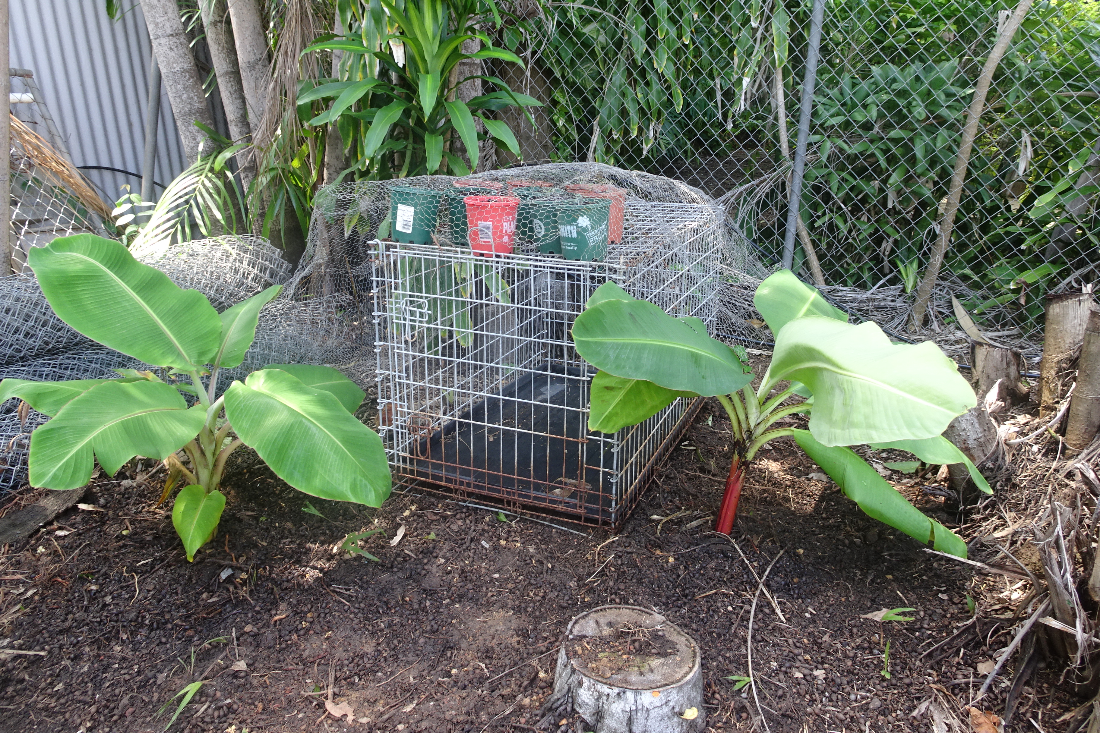 Cavendish, Dwarf Ducass, 10 capsicum 7.4.17