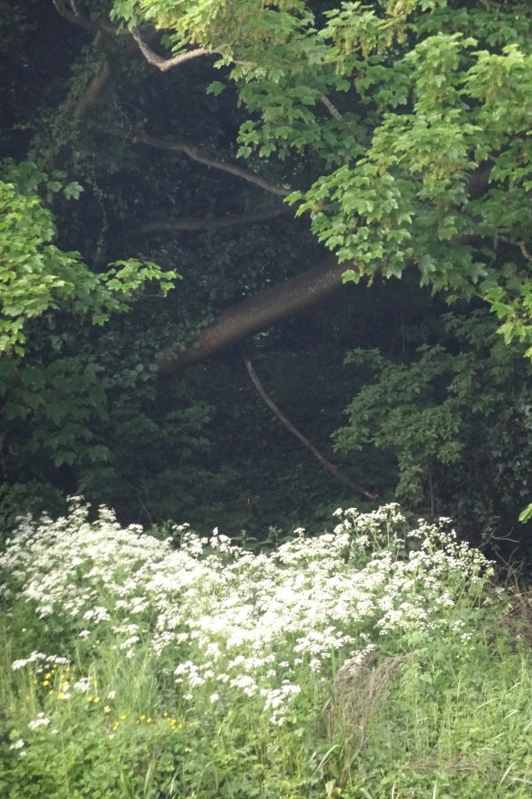 Liffey walk 18.05.18 (11)